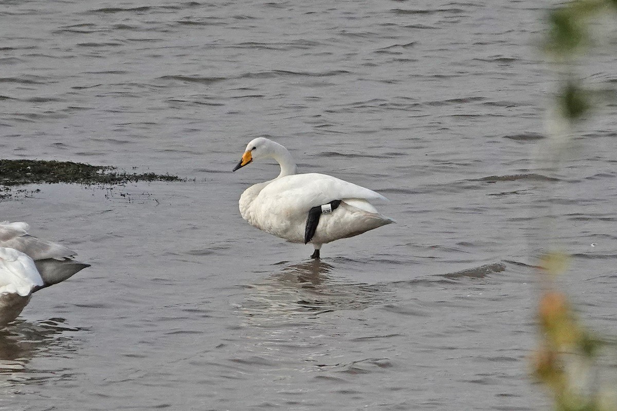 Whooper Swan - ML643042552