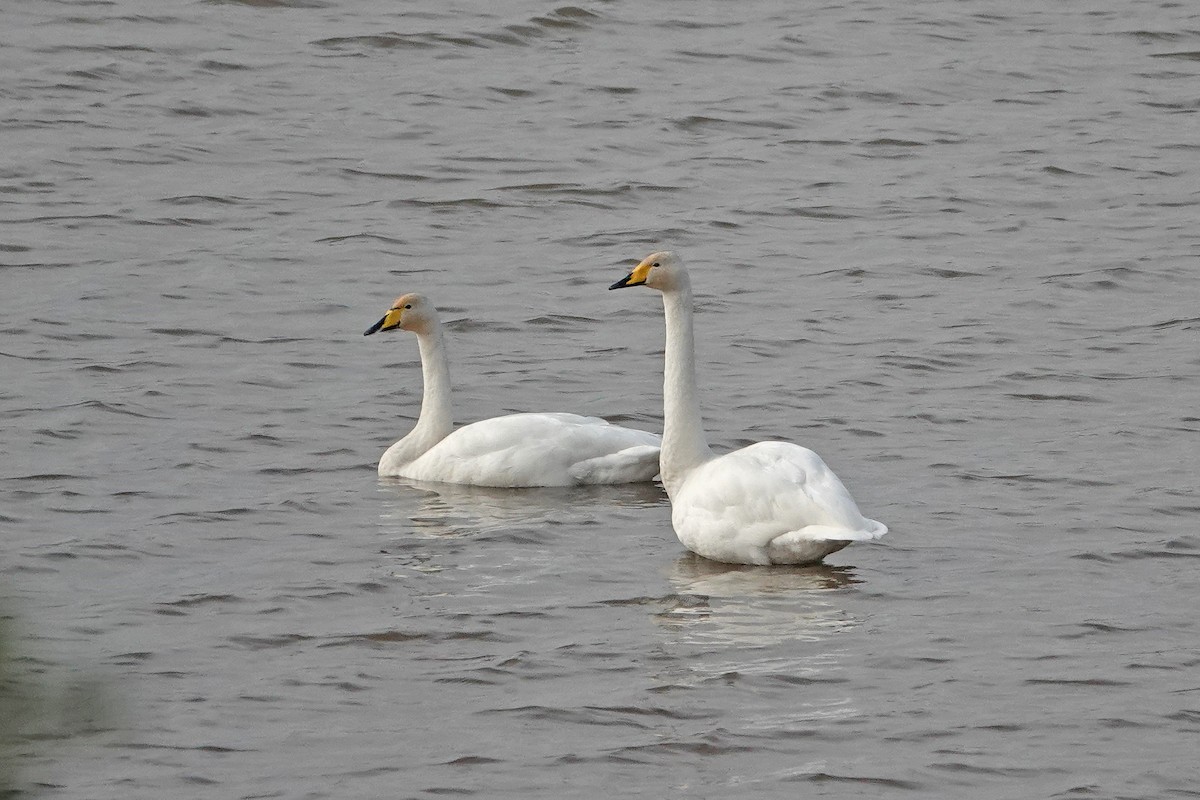 Whooper Swan - ML643042553