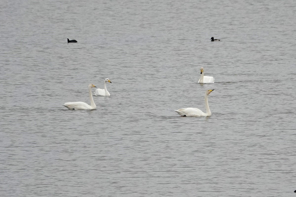 Whooper Swan - ML643042554