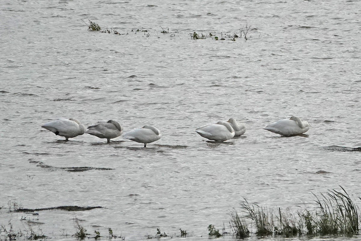 Whooper Swan - ML643042555