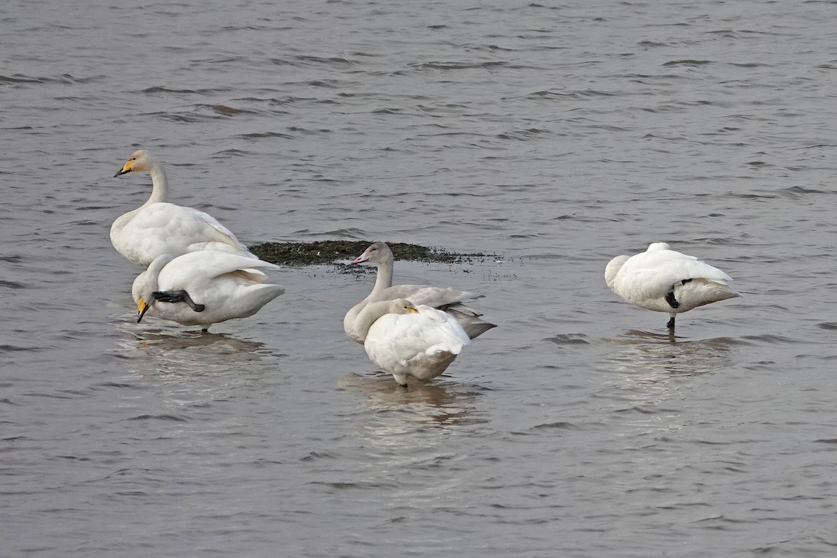 Whooper Swan - ML643042556