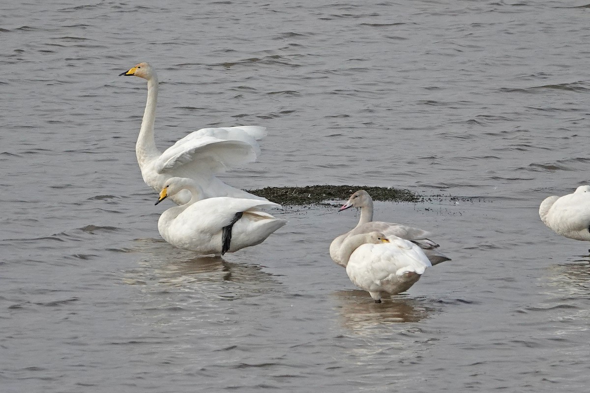 Whooper Swan - ML643042557