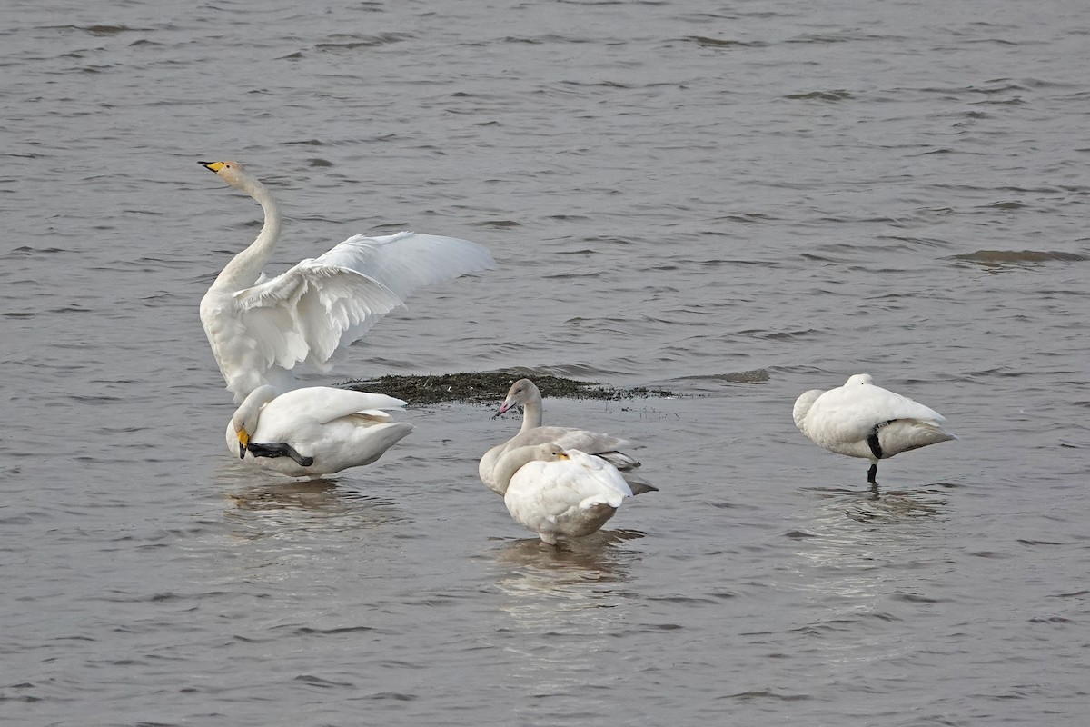 Whooper Swan - ML643042558