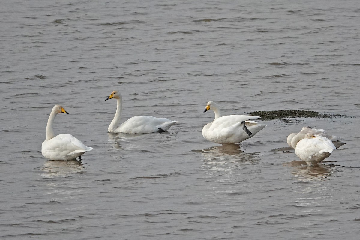 Whooper Swan - ML643042560