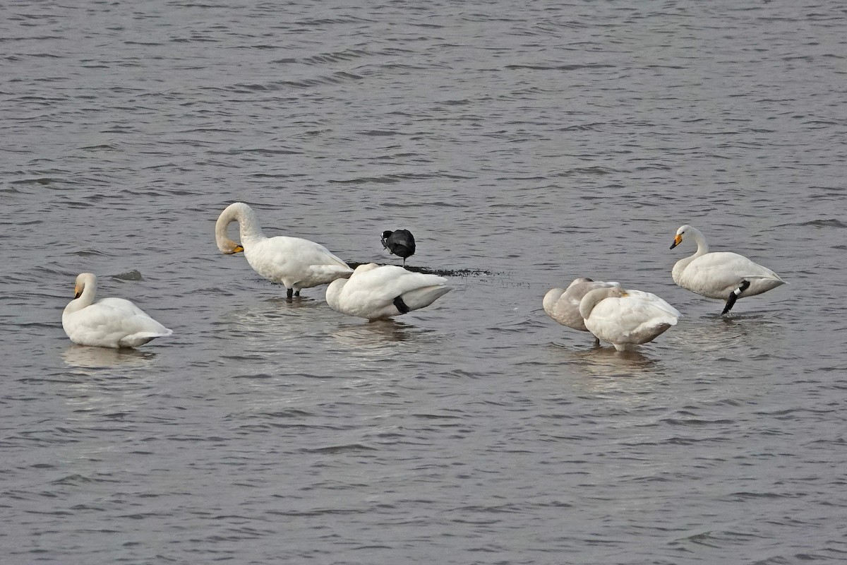 Whooper Swan - ML643042561