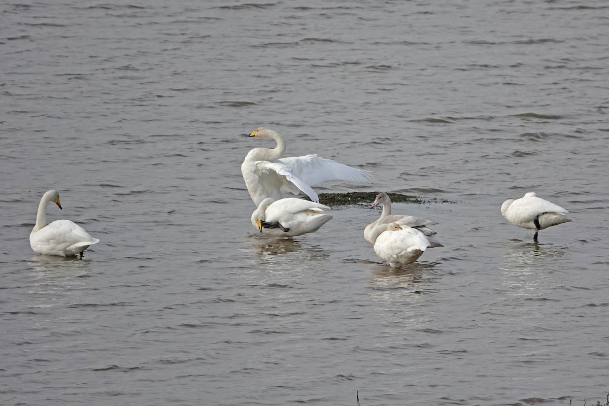 Whooper Swan - ML643042562