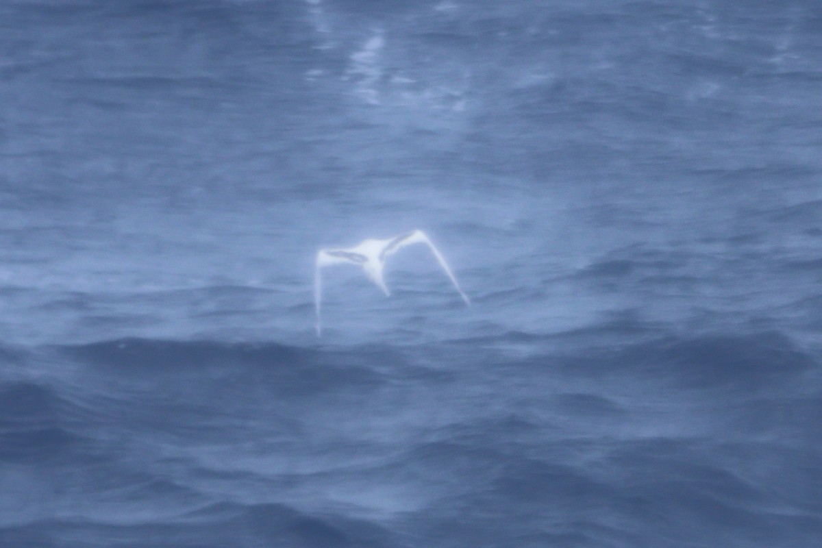 White-tailed Tropicbird - ML643042571