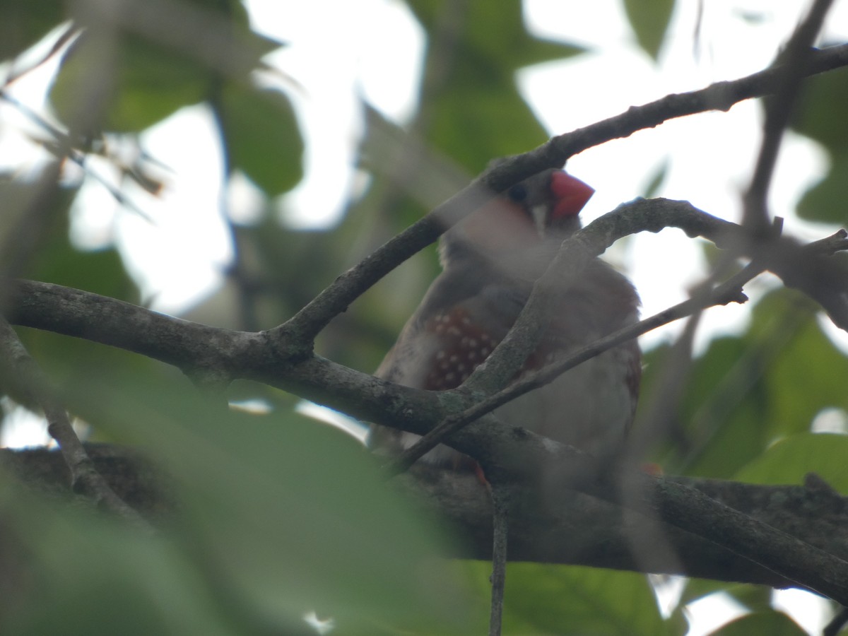 Zebra Finch (Domestic type) - ML643042586