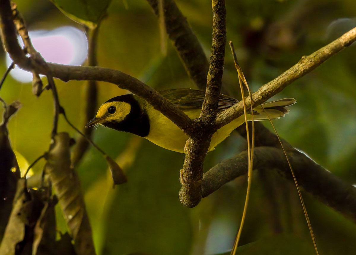Hooded Warbler - ML643042592