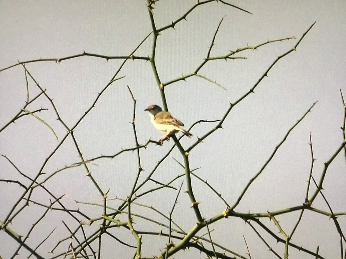 Rufous-fronted Prinia - ML643042593