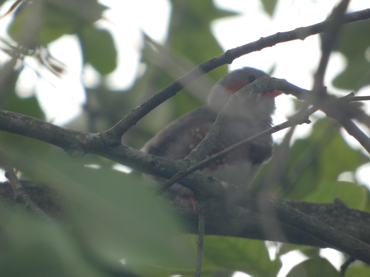 Zebra Finch (Domestic type) - ML643042601