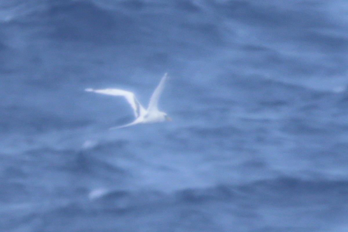White-tailed Tropicbird - ML643042602