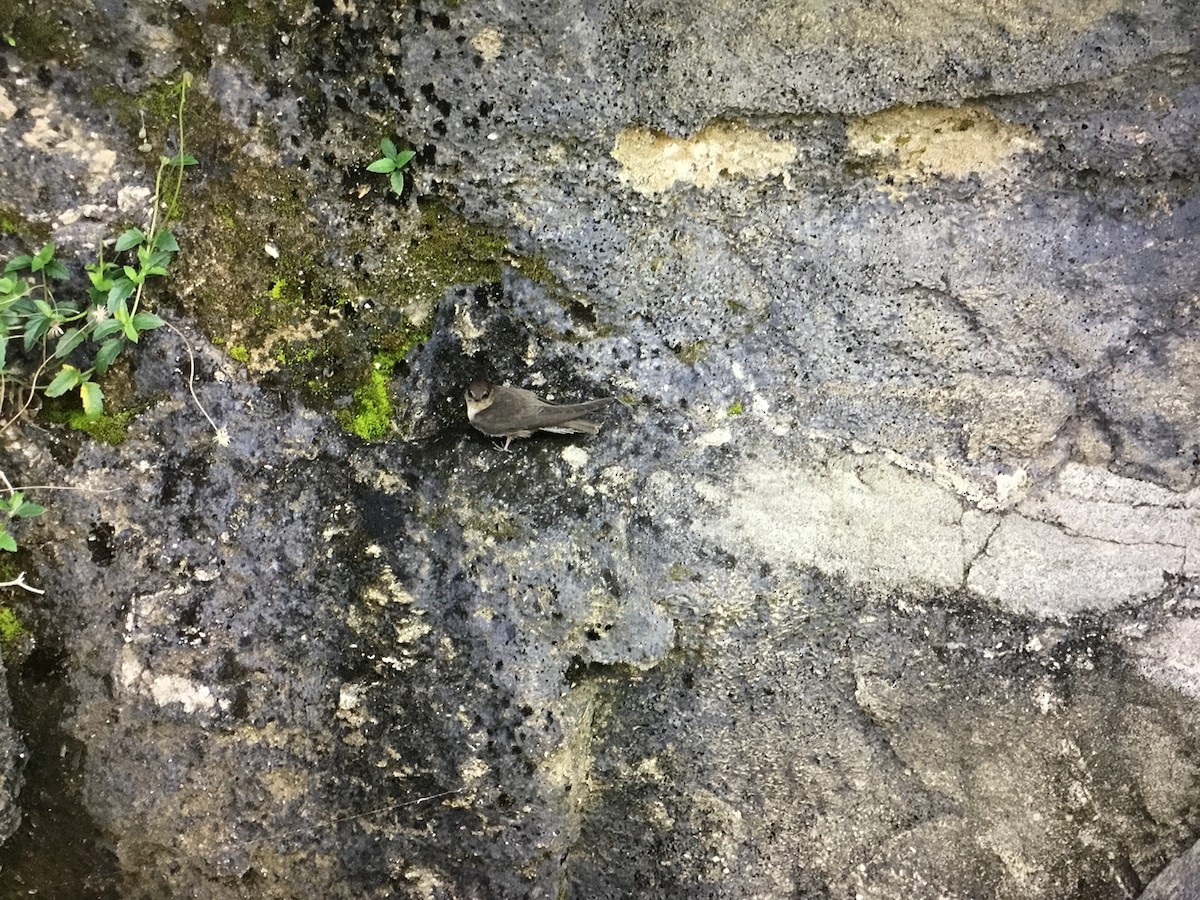 Dusky Crag-Martin - ML643042653