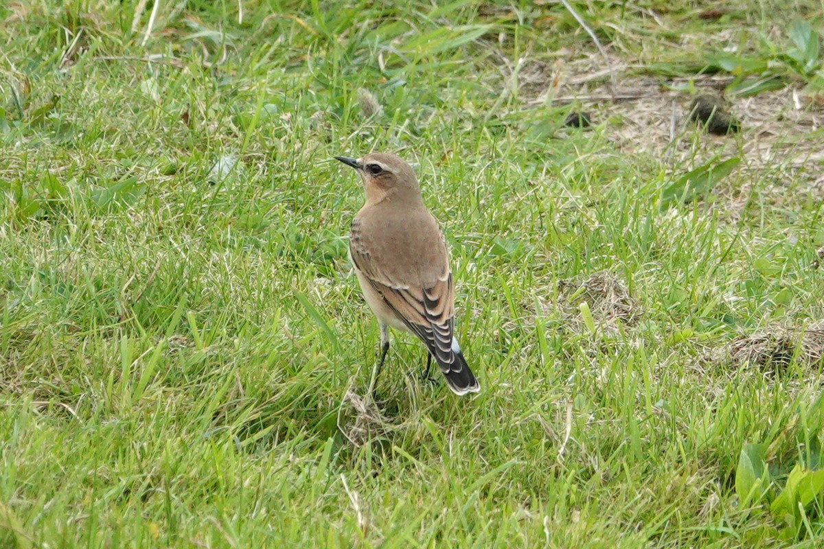 Northern Wheatear - ML643042654
