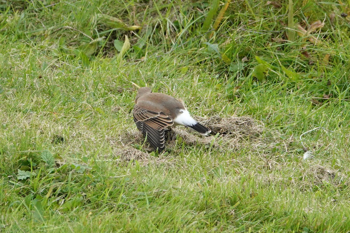 Northern Wheatear - ML643042655