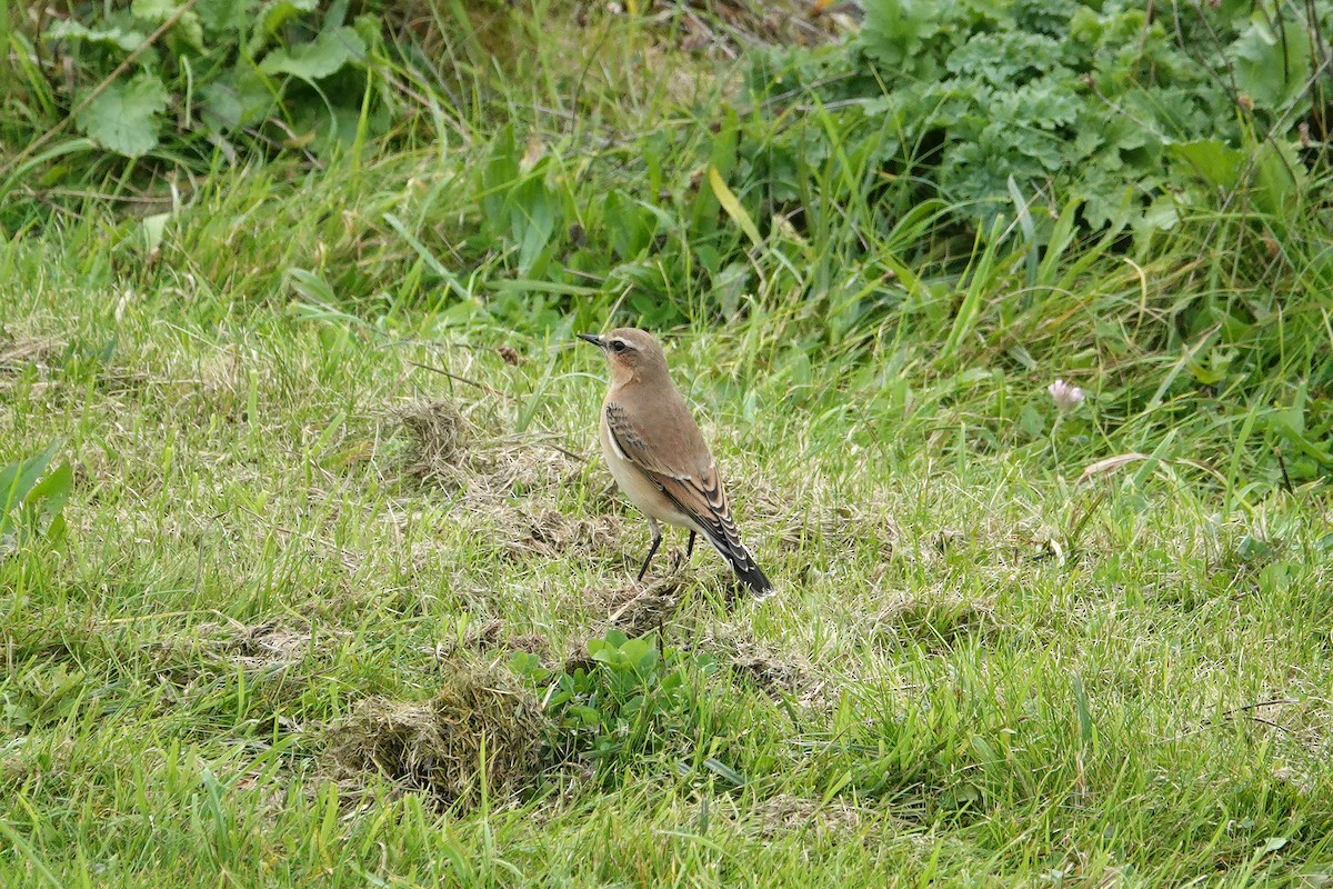 Northern Wheatear - ML643042656