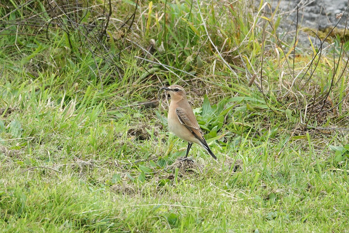 Northern Wheatear - ML643042657