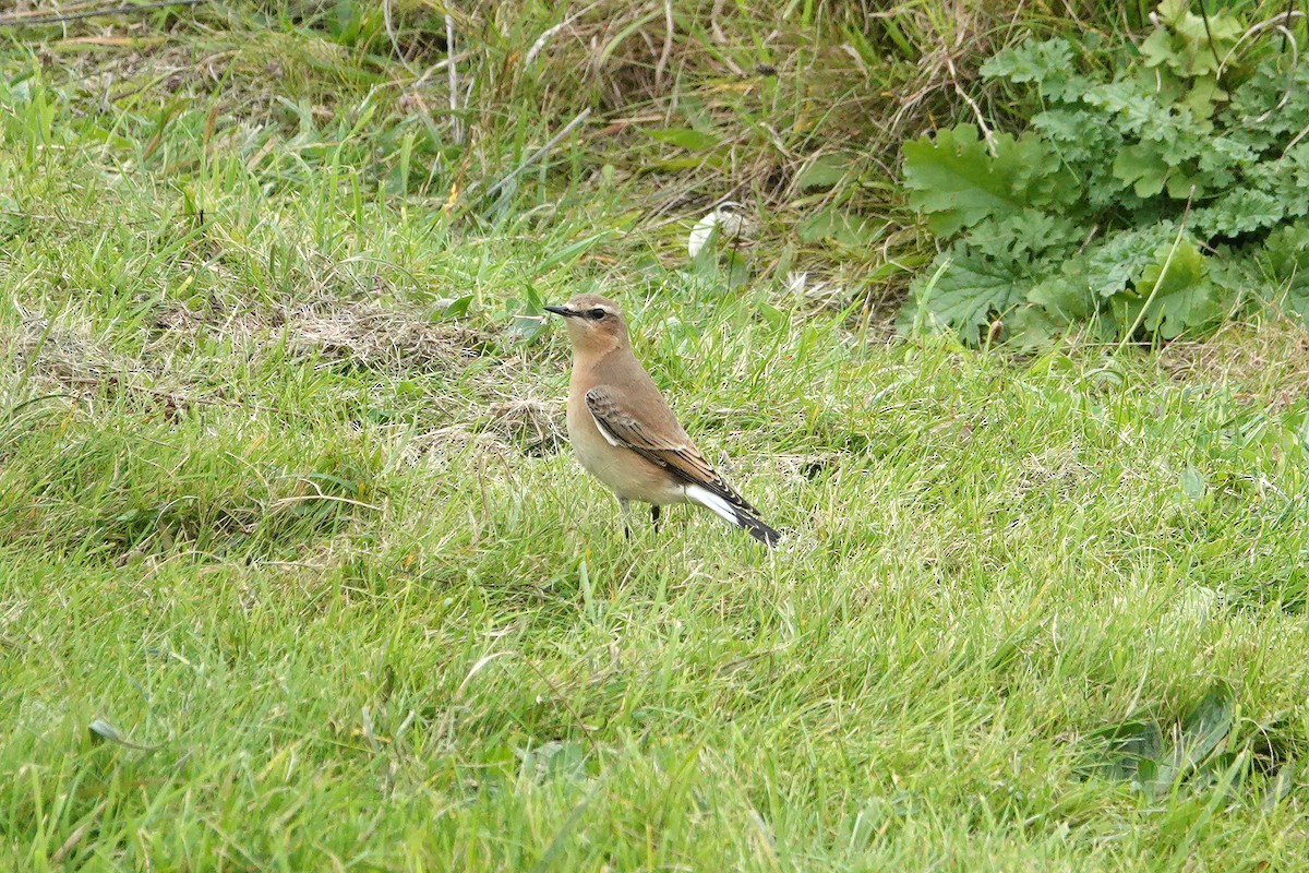 Northern Wheatear - ML643042658