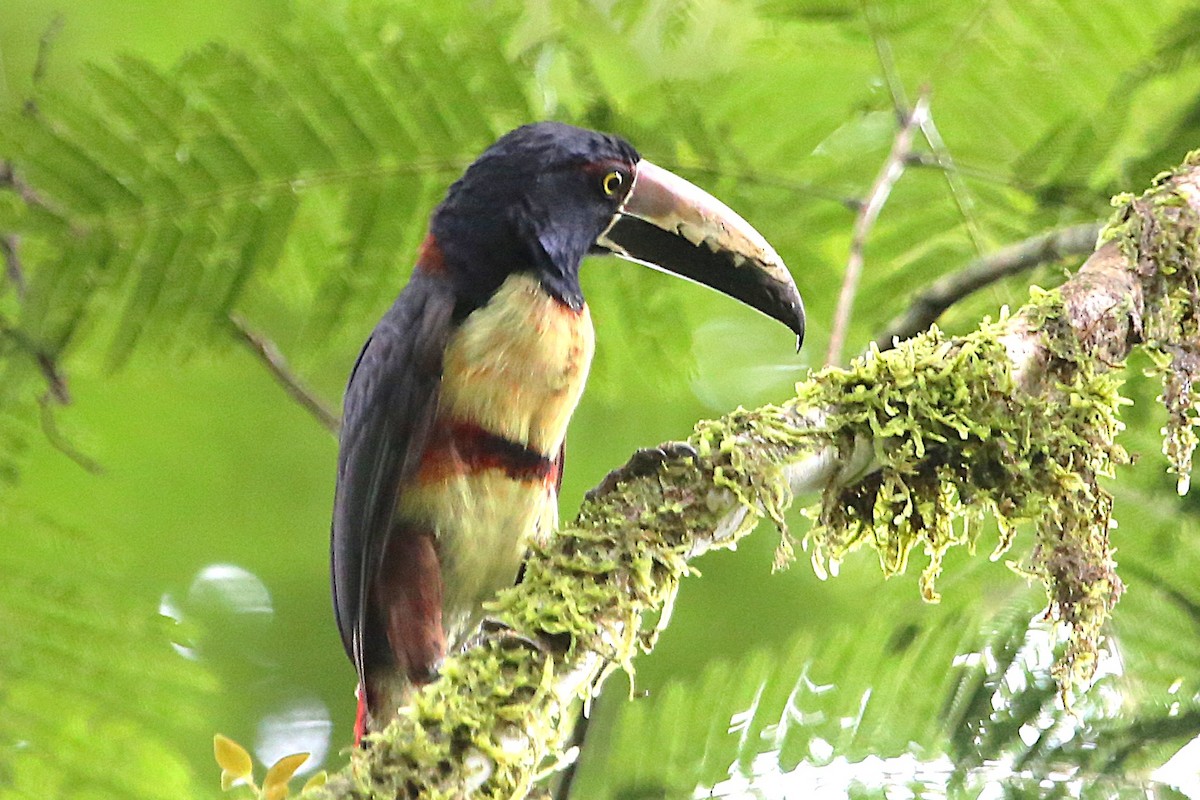 Collared Aracari - ML643042687