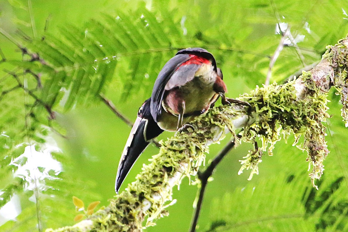 Collared Aracari - ML643042688