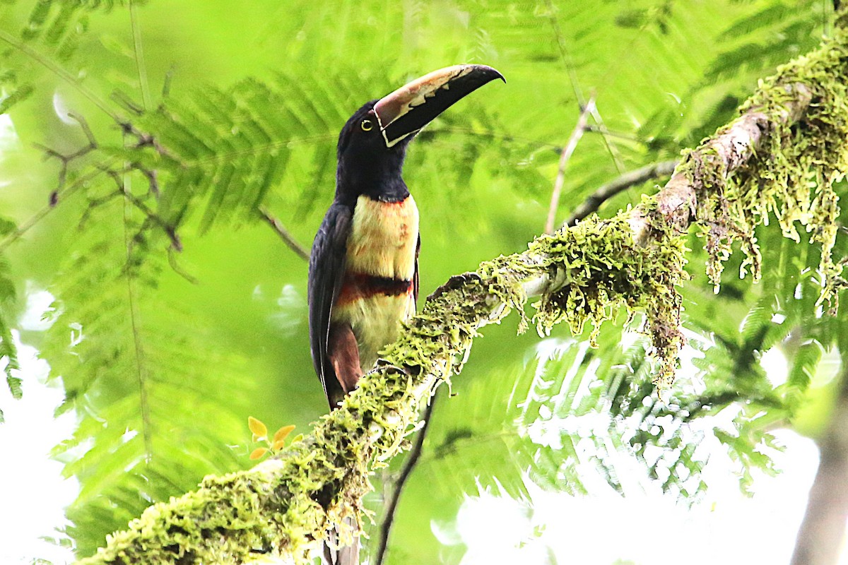 Collared Aracari - ML643042689