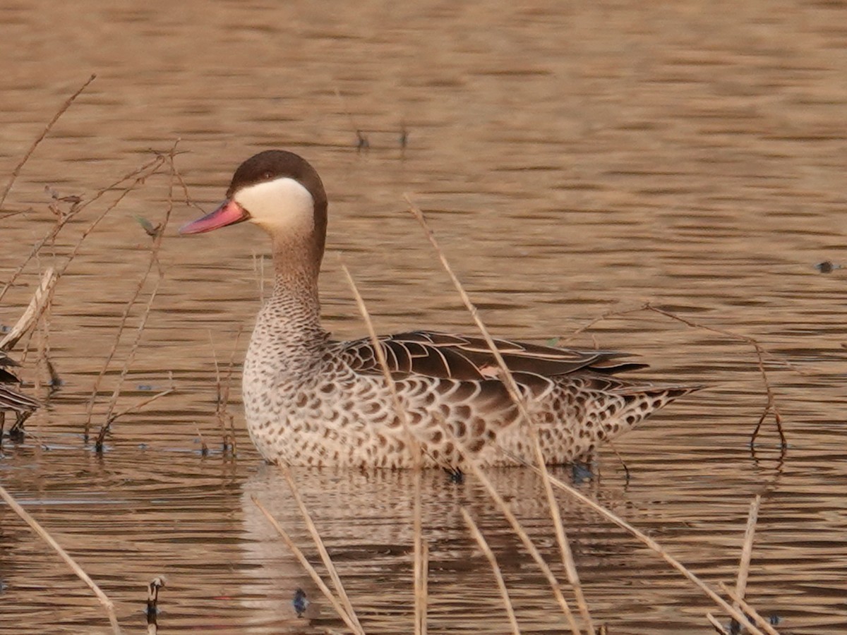 Red-billed Duck - ML643042693