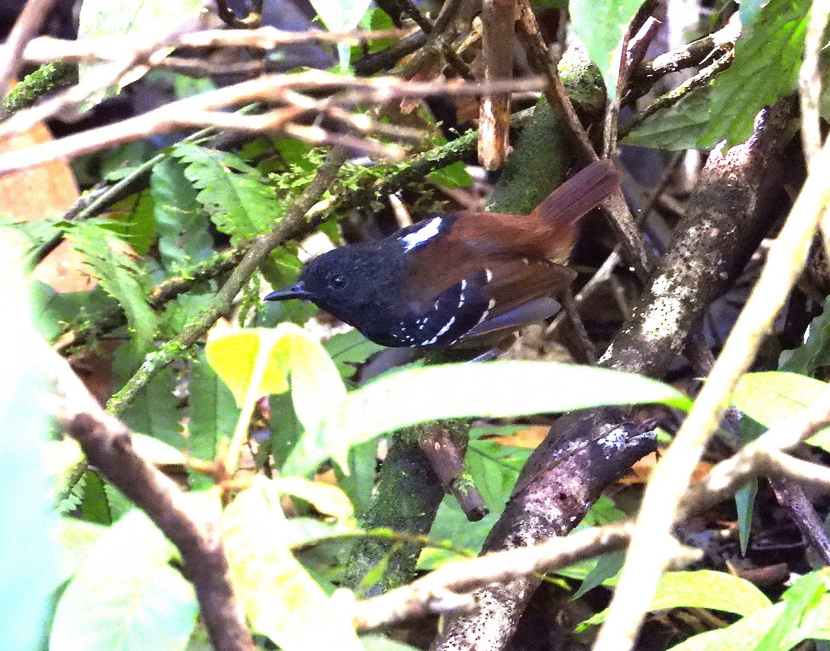 Chestnut-tailed Antbird - ML643042709