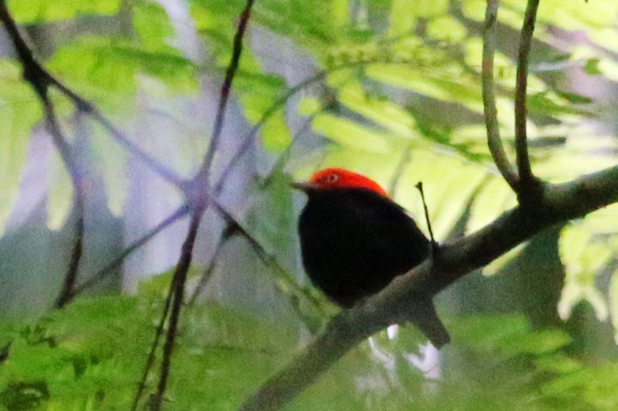 Manakin à cuisses jaunes - ML643042729