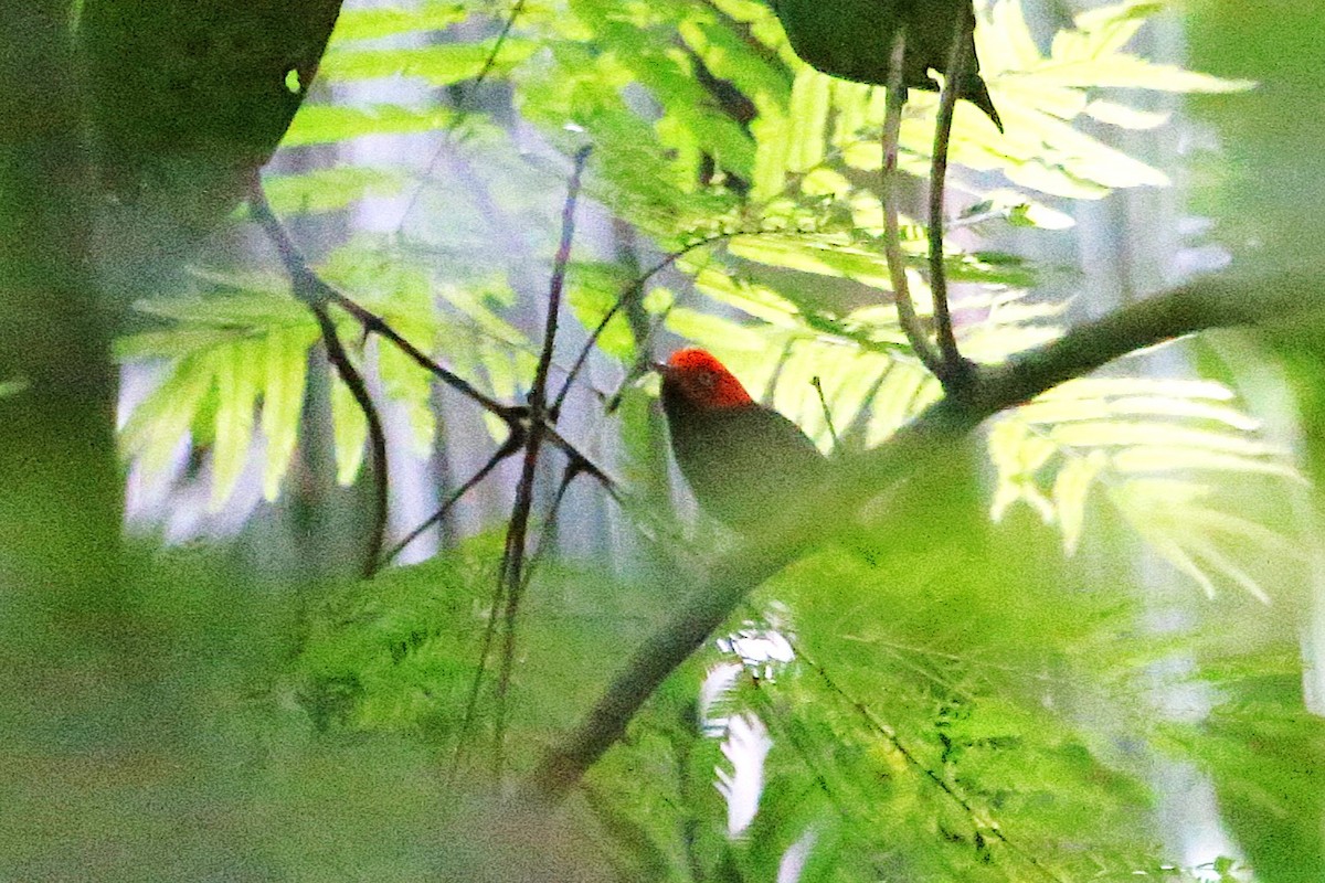 Manakin à cuisses jaunes - ML643042730