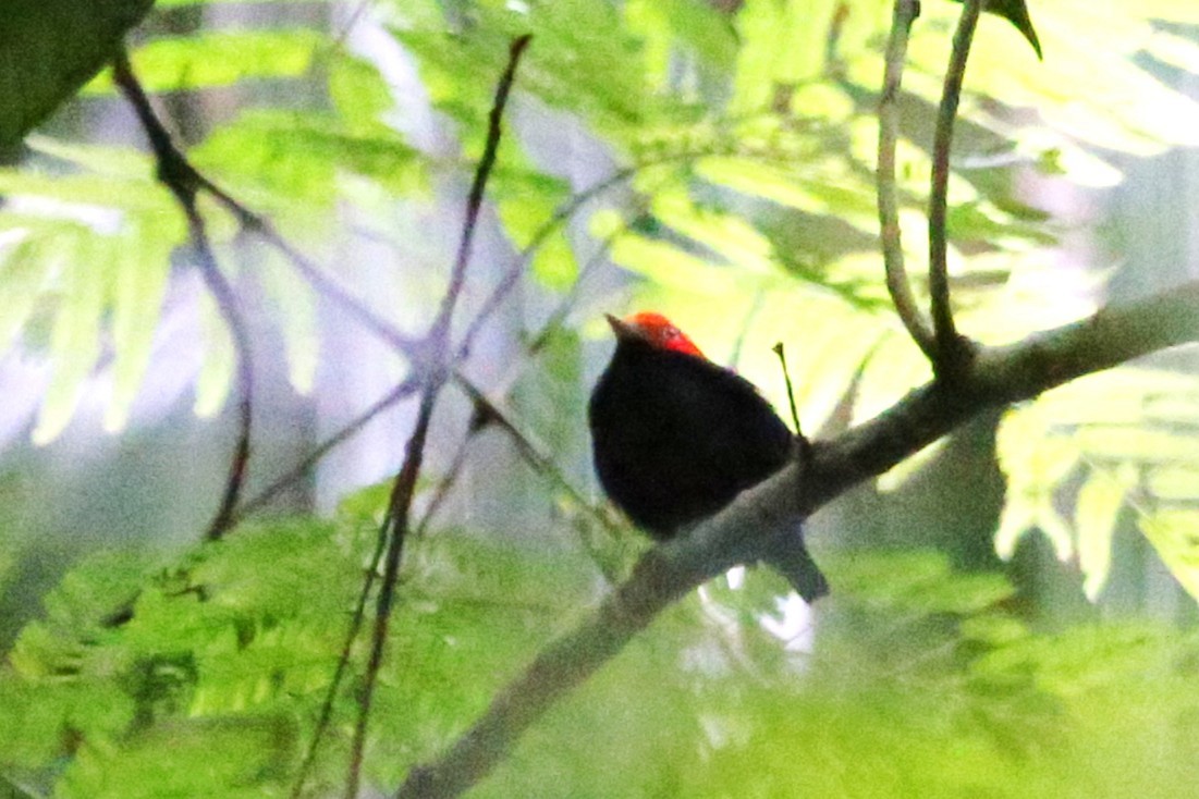 Manakin à cuisses jaunes - ML643042731