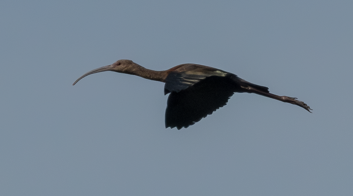White-faced Ibis - ML643042745