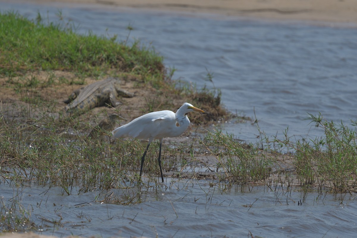 volavka bílá - ML643042764