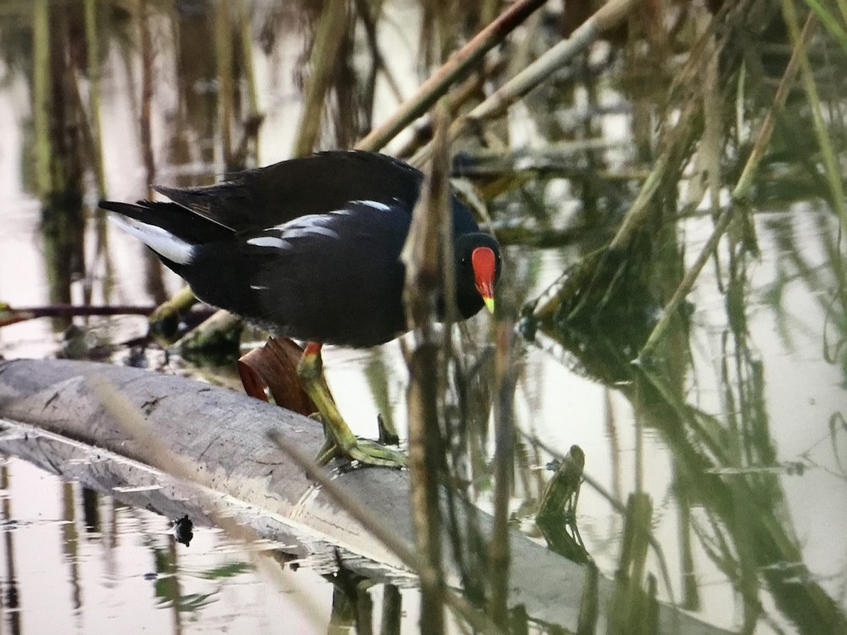 Eurasian Moorhen - ML643042765