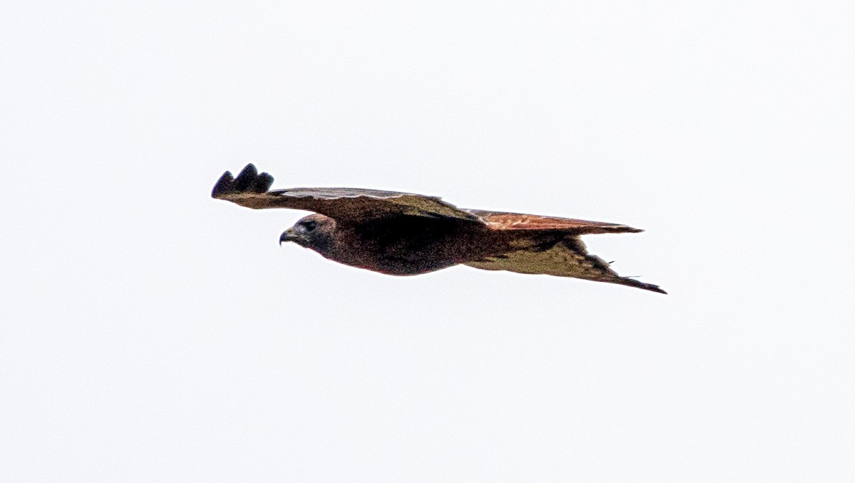 アカオノスリ - ML643042770