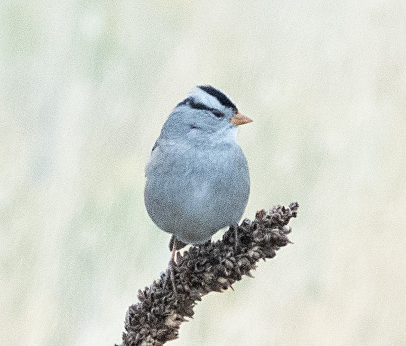 Bruant à couronne blanche - ML643042803
