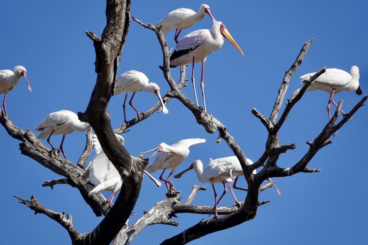 Tantale ibis - ML643042816