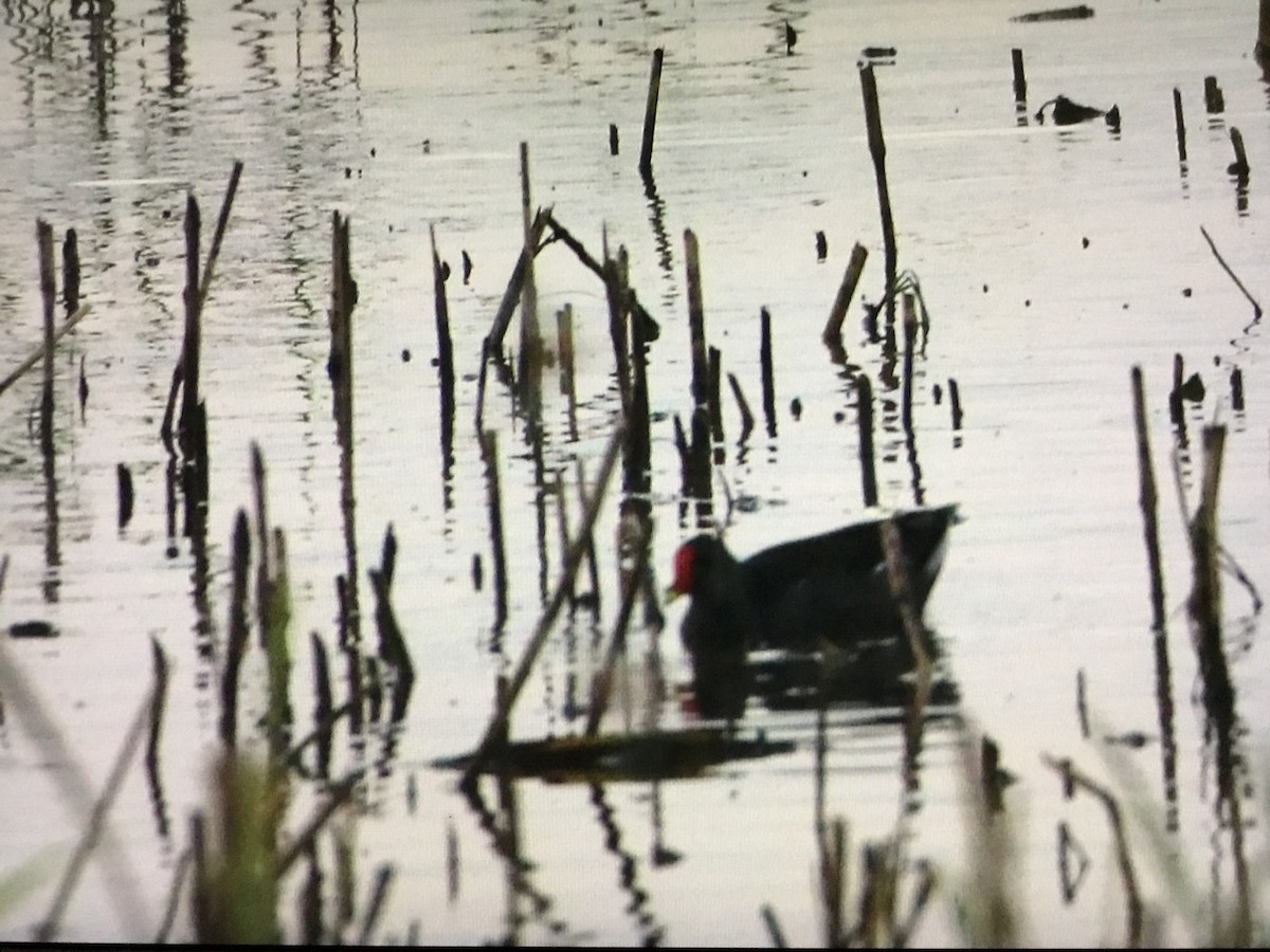 Gallinule poule-d'eau - ML643042822