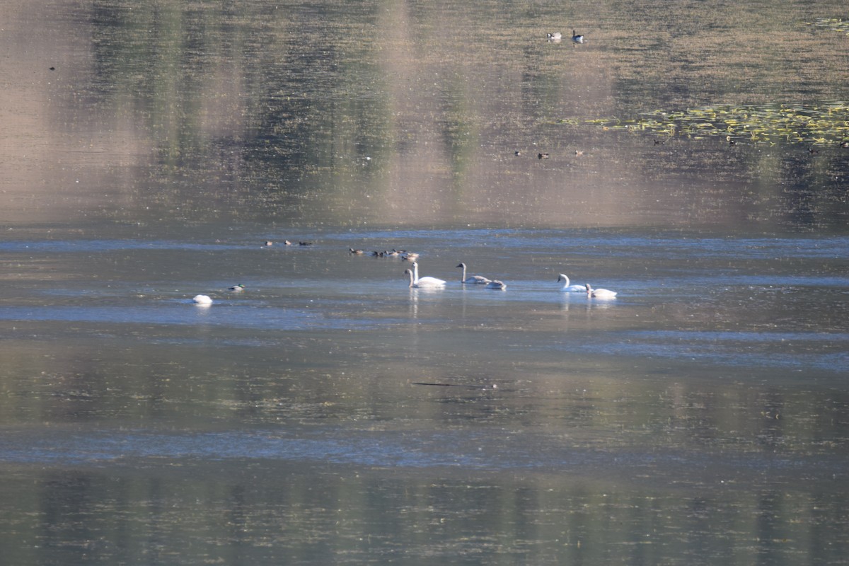 Cygne trompette ou C. siffleur - ML643042829