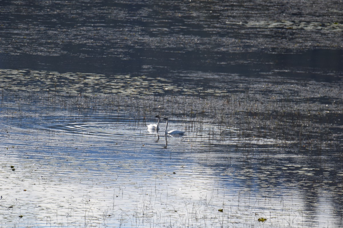 Cygne trompette ou C. siffleur - ML643042830