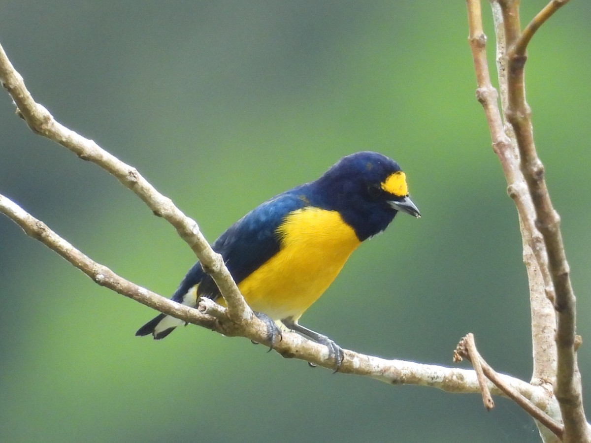 White-vented Euphonia - ML643042832