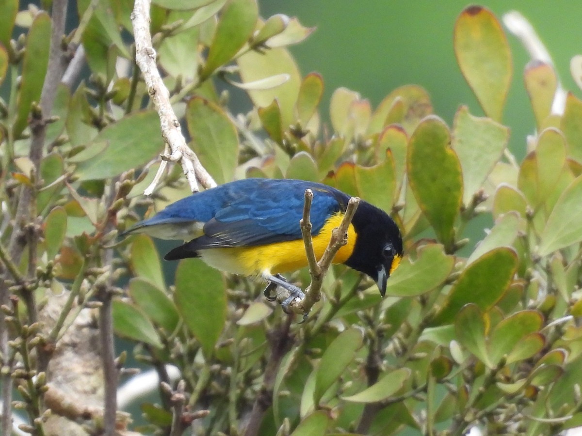 White-vented Euphonia - ML643042833