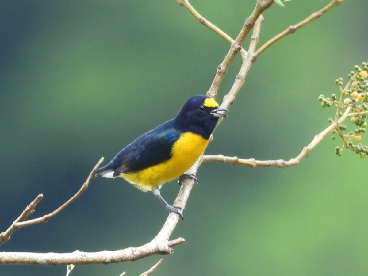 White-vented Euphonia - ML643042834