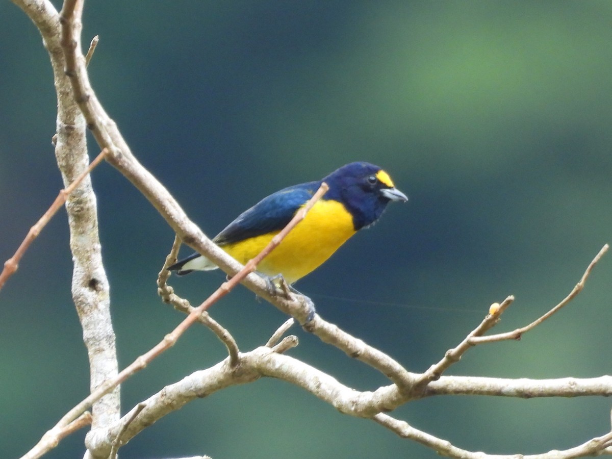 White-vented Euphonia - ML643042835