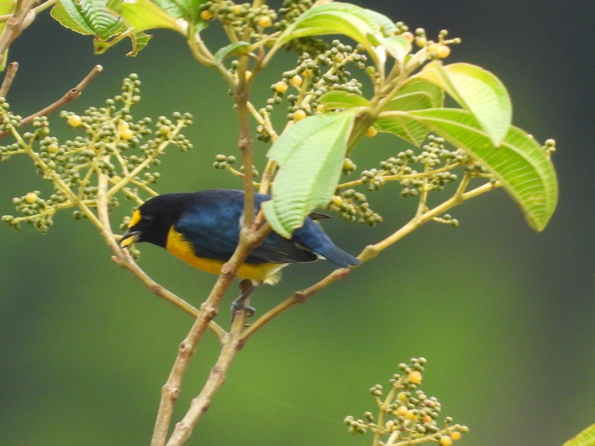 White-vented Euphonia - ML643042836