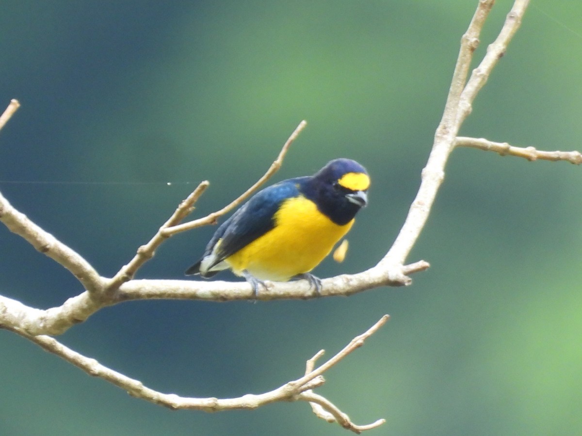 White-vented Euphonia - ML643042837
