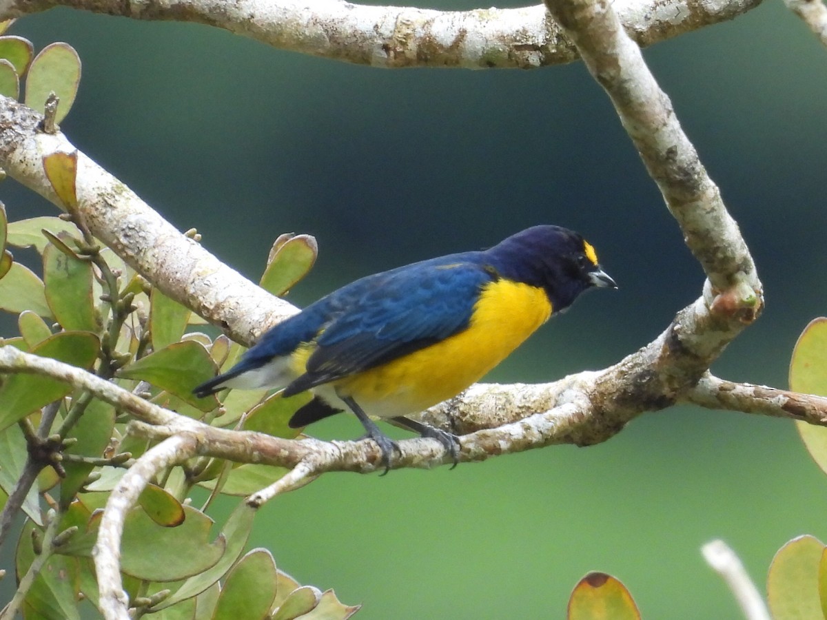 White-vented Euphonia - ML643042838