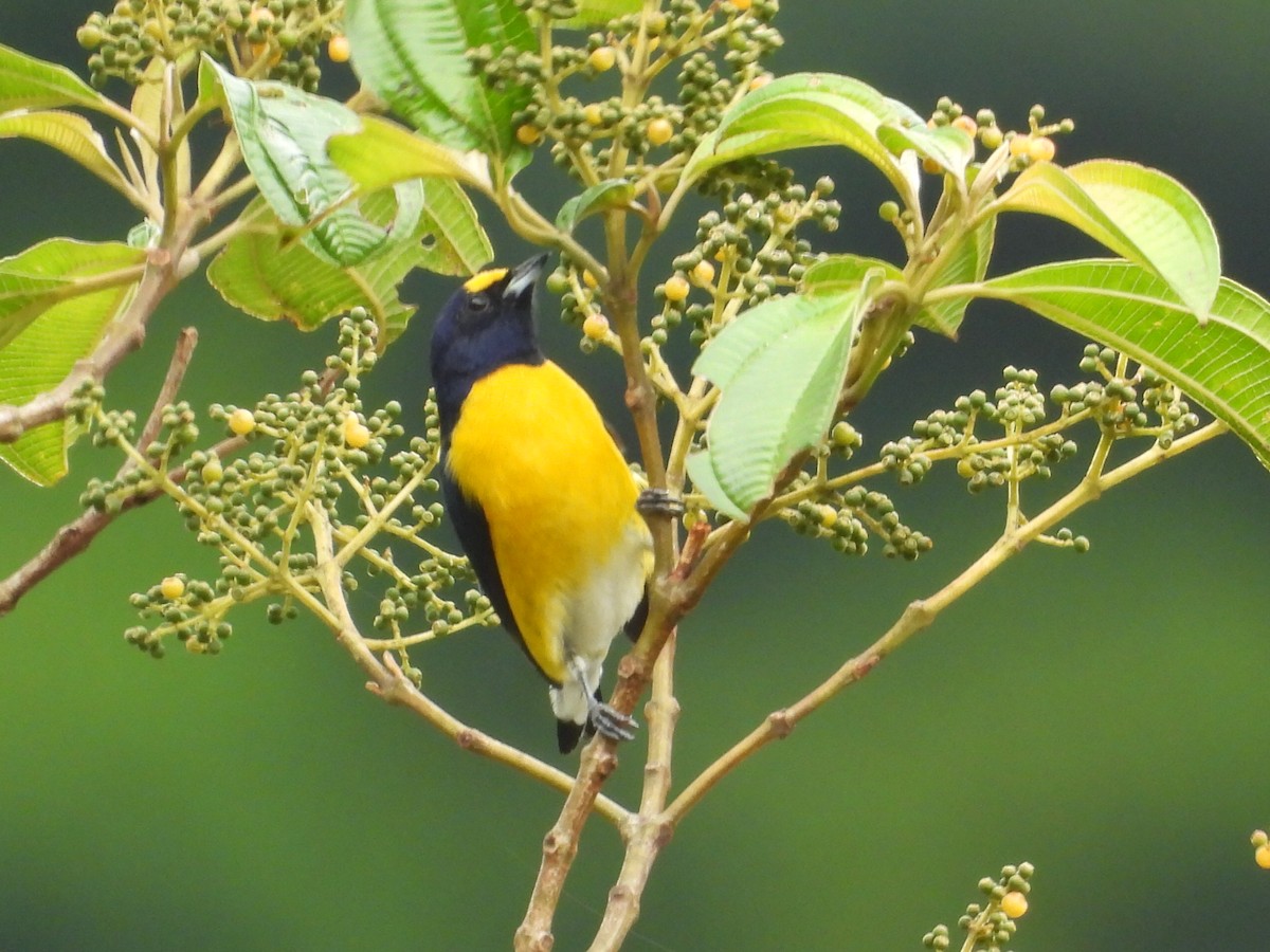 White-vented Euphonia - ML643042839