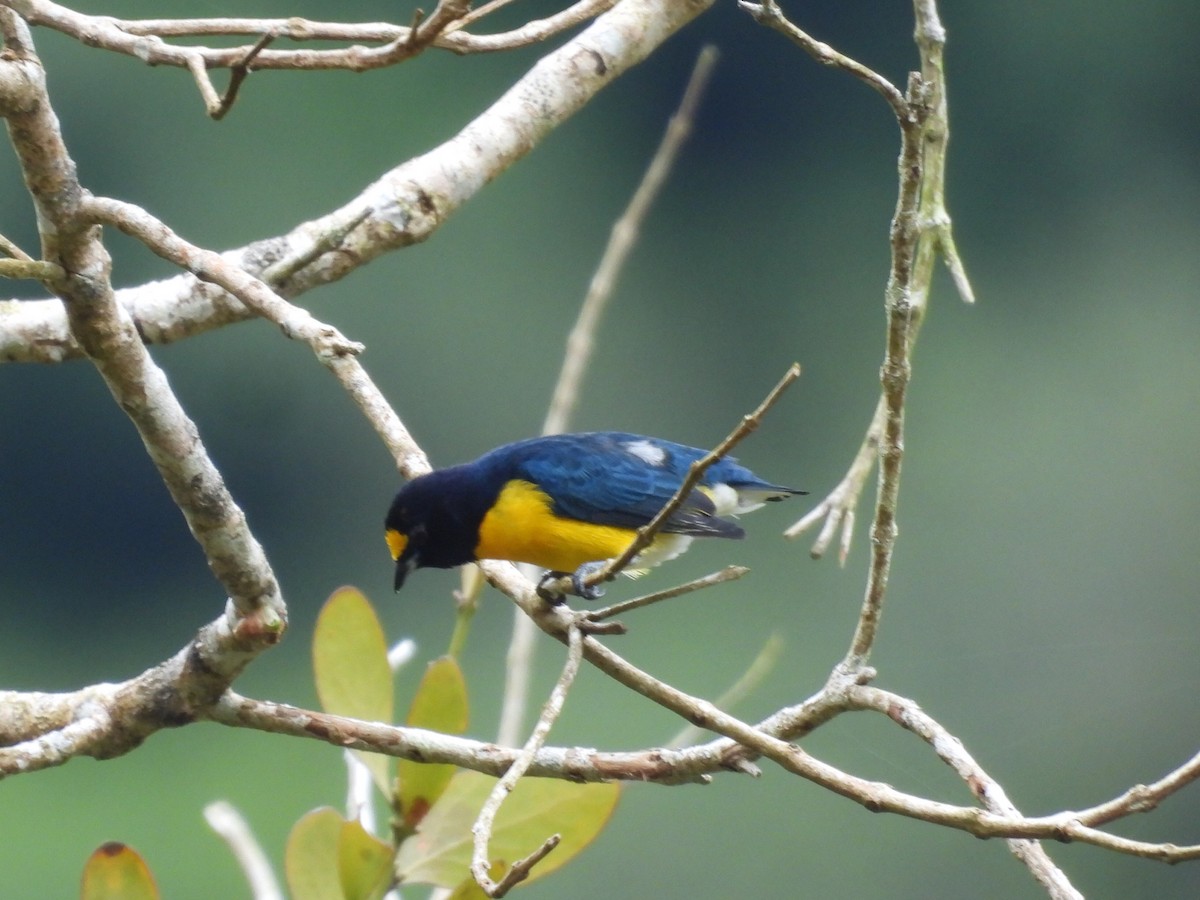 White-vented Euphonia - ML643042840