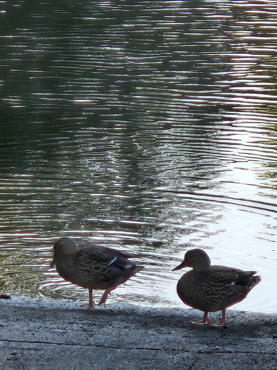 Mallard - ML643042848