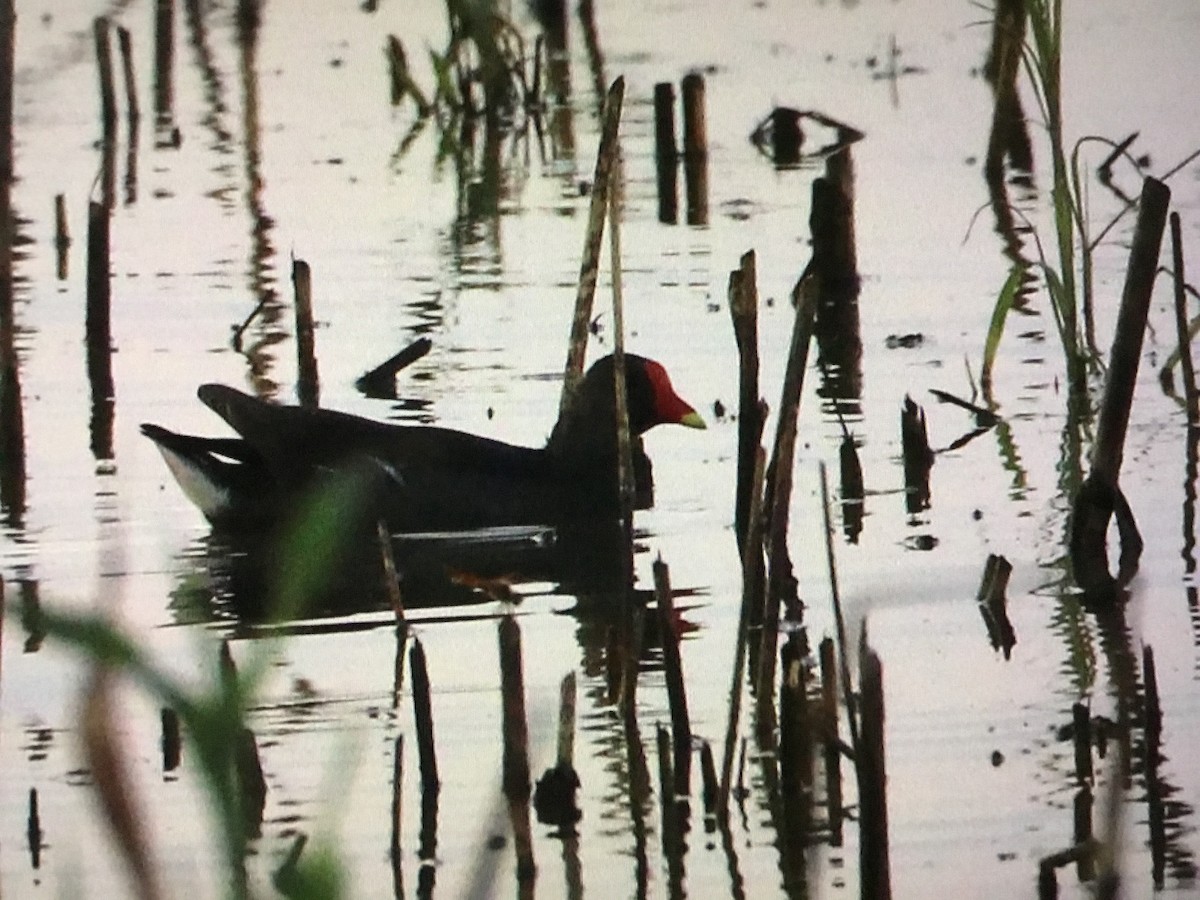 Eurasian Moorhen - ML643042856